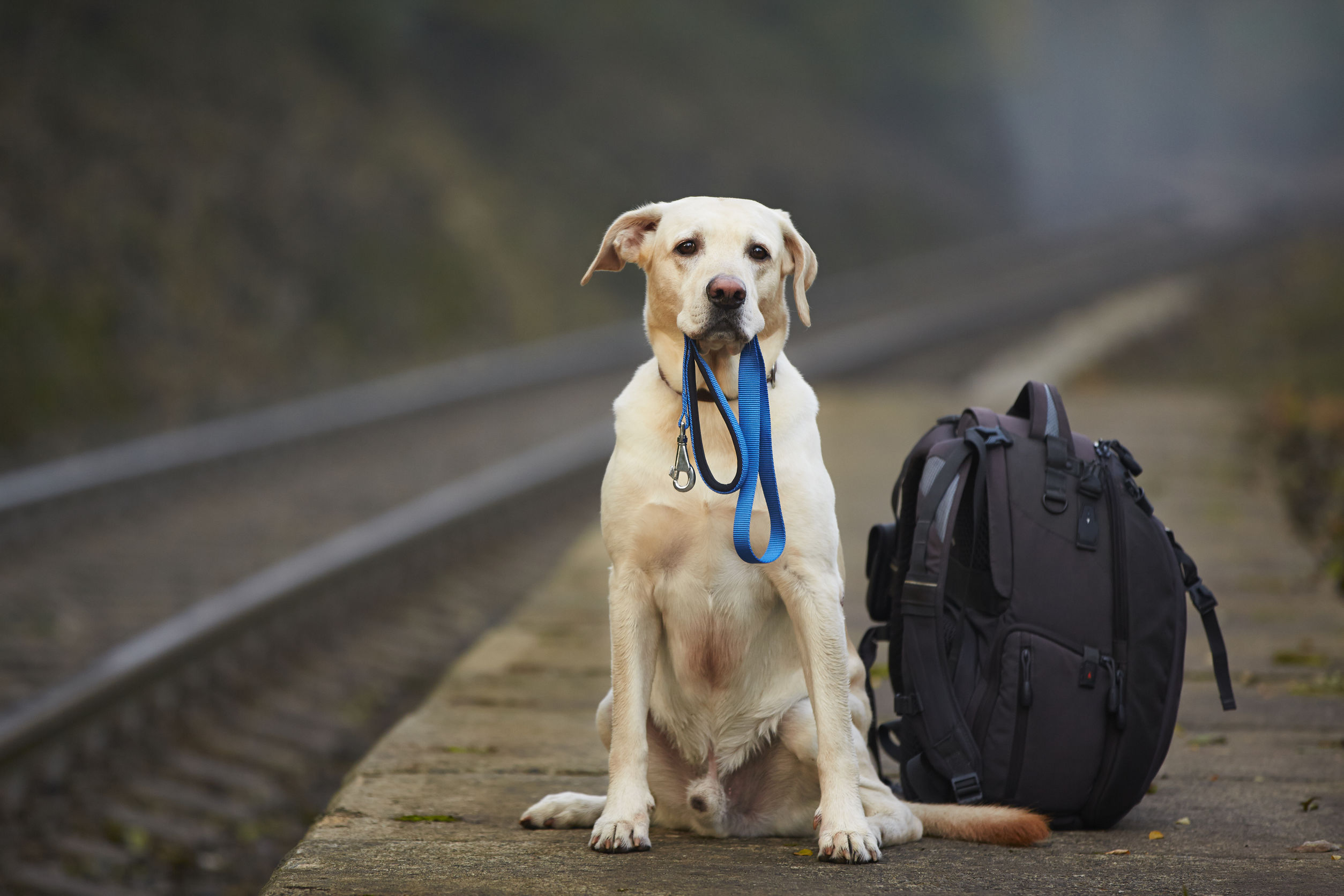 Pet travel. Путешествие с собакой. Собака с чемоданом. Собака ждет. Собака путешествует.